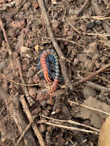 Red-headed Centipede