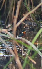 Chloroceryle aenea image