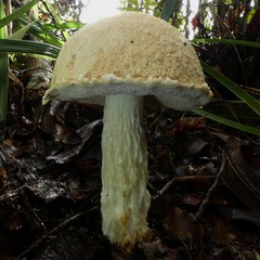 Austroboletus niveus