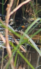 Chloroceryle aenea image