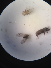 Dryophthorus americanus