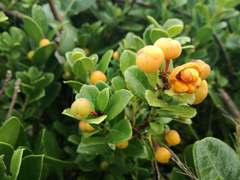 Maytenus procumbens
