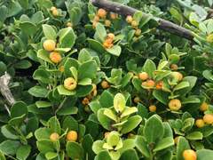 Maytenus procumbens