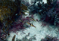 Parupeneus pleurostigma