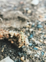 Chamaesphecia dumonti