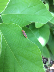 Oncometopia hamiltoni