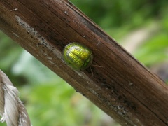 Cassida circumdata