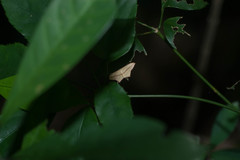 Timandra convectaria