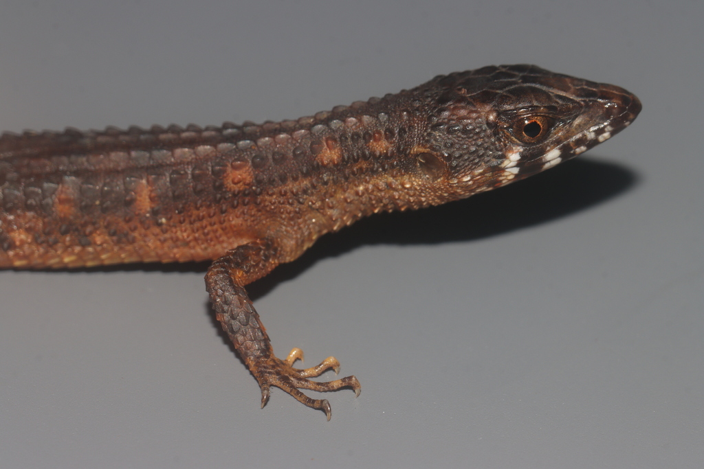 Red Neusticurus