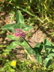 Trifolium pratense