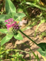 Trifolium pratense