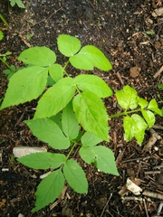 Aegopodium podagraria