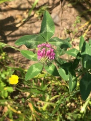 Trifolium pratense