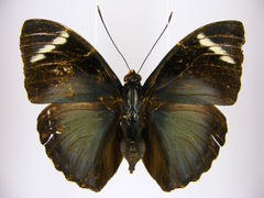 Euphaedra preussi preussi