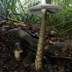 Amanita pekeoides