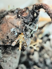 Pyropteron triannuliformis