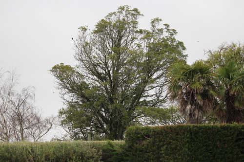 Dacrycarpus dacrydioides