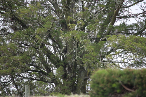 Dacrycarpus dacrydioides