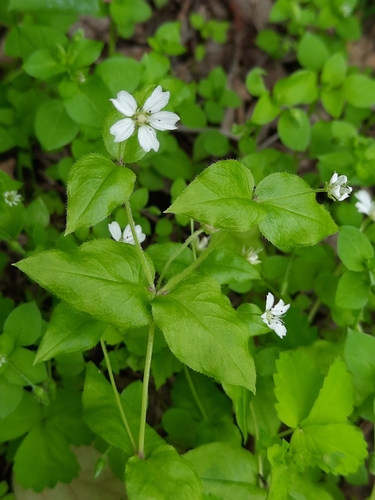 Pseudostellaria japonica iNat (3)