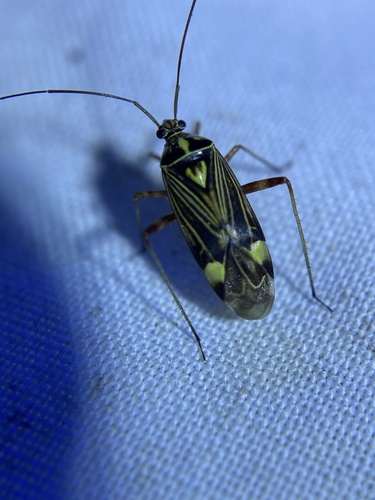 Striped Oak Bug photo 6