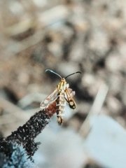 Pyropteron triannuliformis