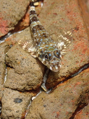 Cortez Triplefin photo 2