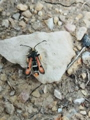 Pyropteron chrysidiforme