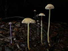 Laccaria masoniae