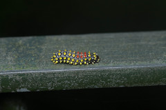 Cyclosia papilionaris
