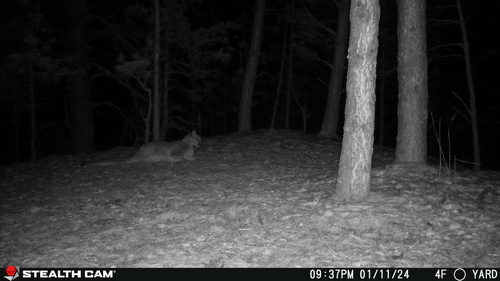 Mountain Lion photographed in South Dakota