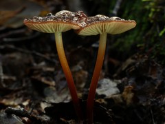 Marasmius atrocastaneus