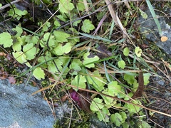 Ranunculus multiscapus