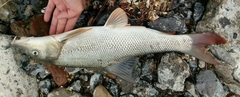 Barbus barbus