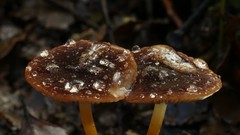 Marasmius atrocastaneus