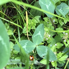 Coccinella septempunctata