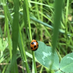 Coccinella septempunctata