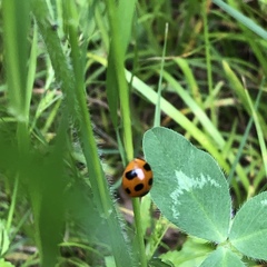 Coccinella septempunctata