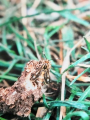 Pyropteron muscaeformis