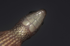 Oyapok Shade Teju photo 4