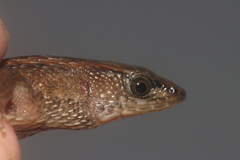 Oyapok Shade Teju photo 3