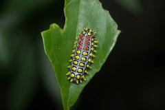 Cyclosia papilionaris