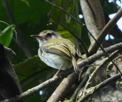 White-Bellied Pygmy Tyrant photo 3