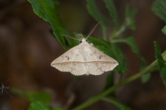 Ugia insuspecta