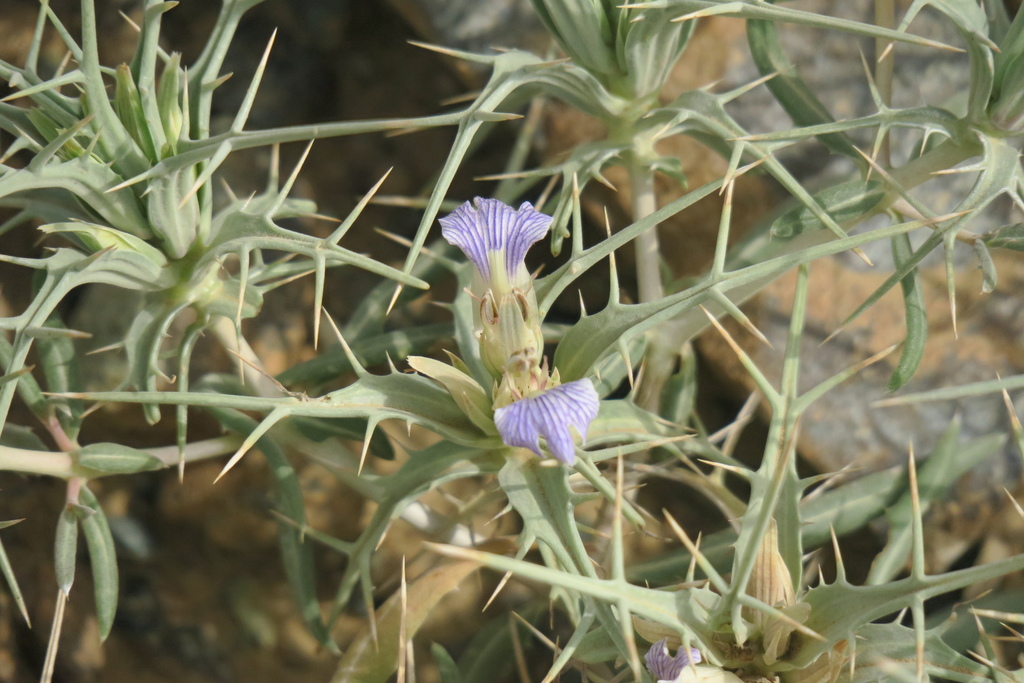 eyelash plant