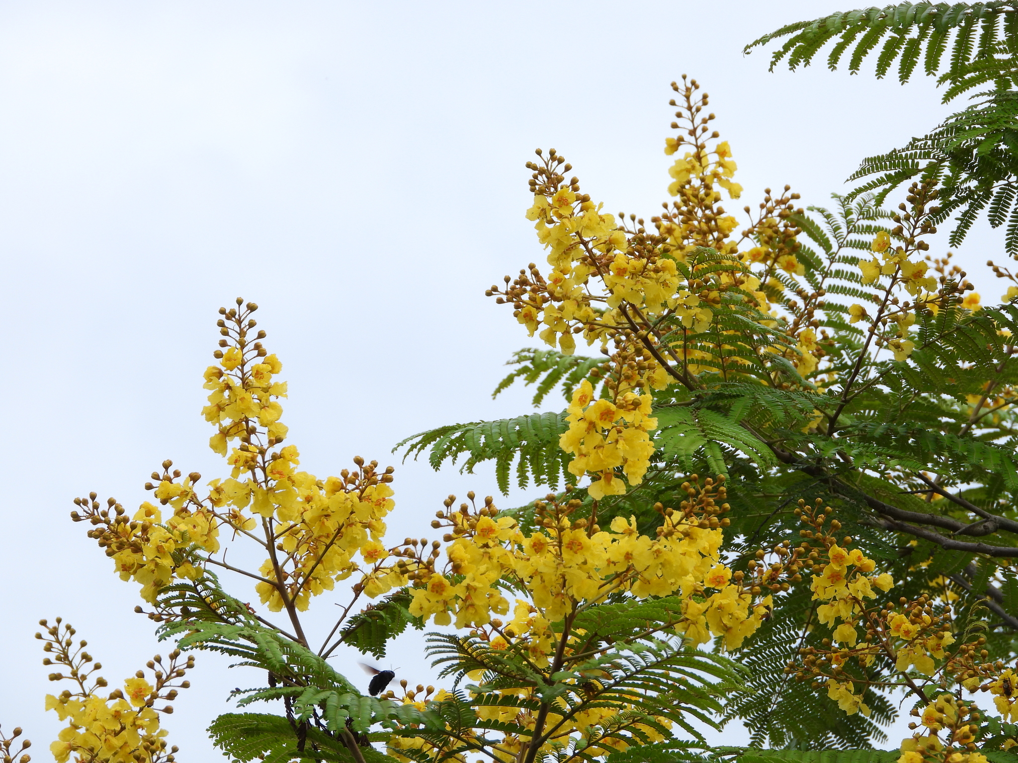 Peltophorum dubium
