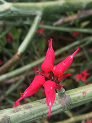 Euphorbia tithymaloides image