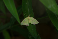 Agathia lycaenaria