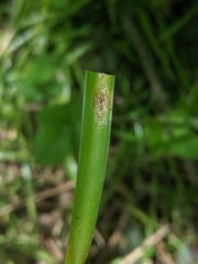 Uromyces hyacinthi