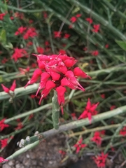 Euphorbia tithymaloides image