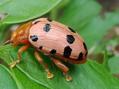 Podontia quatuordecimpunctata